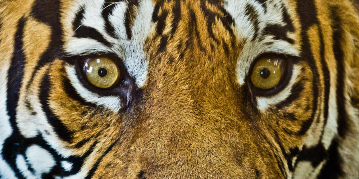 ziaarain's profile banner image