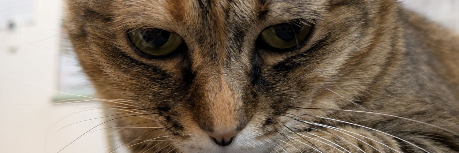 tok08041986's profile banner image