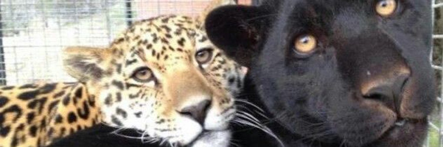 menino veneno banner