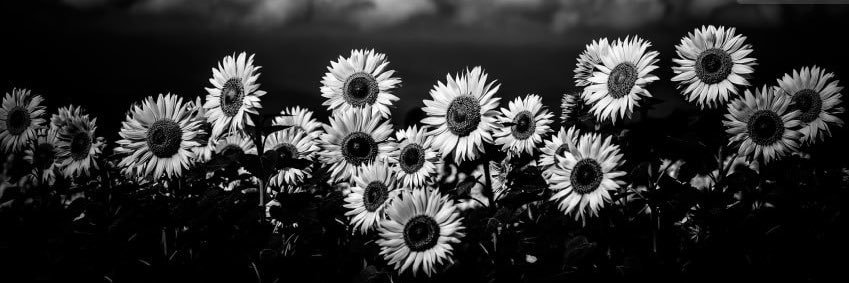 Veronic25539444's profile banner image