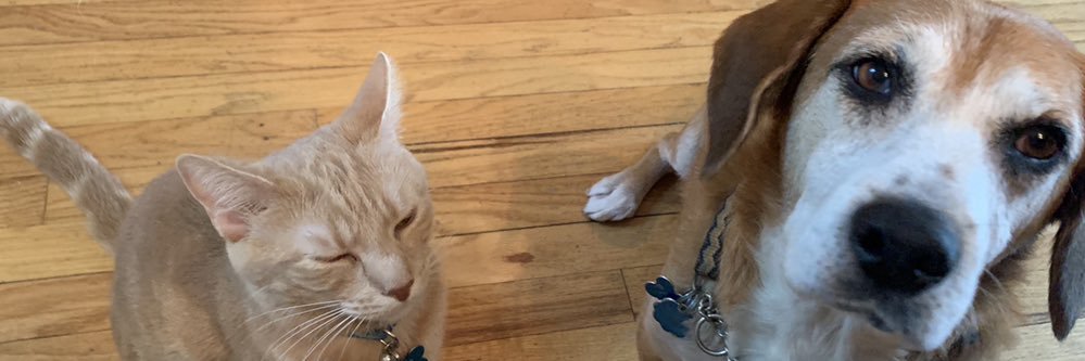 Sharon Moshavi banner