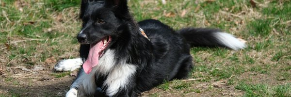 KnutMowinckel Profile Banner