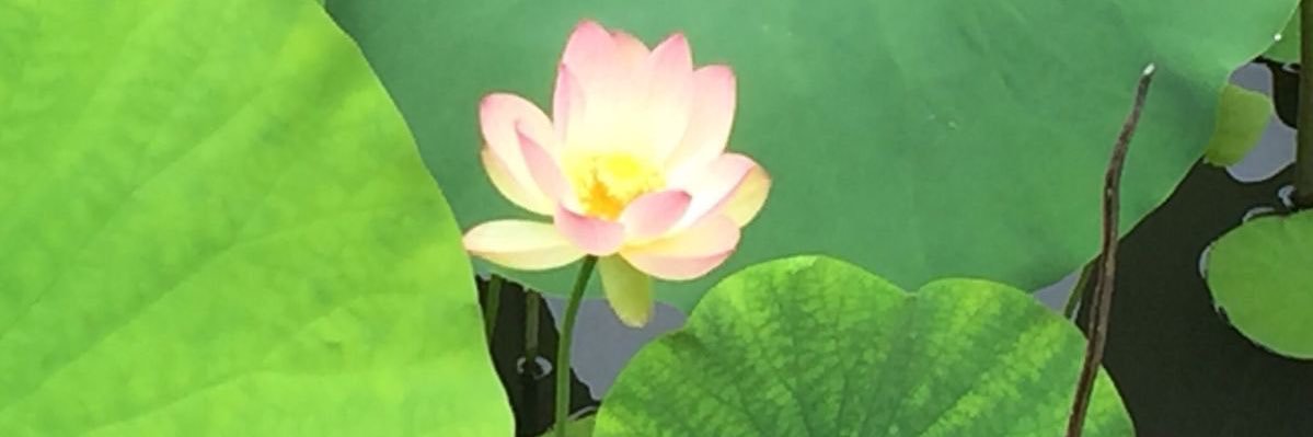 _oldpetals's profile banner image
