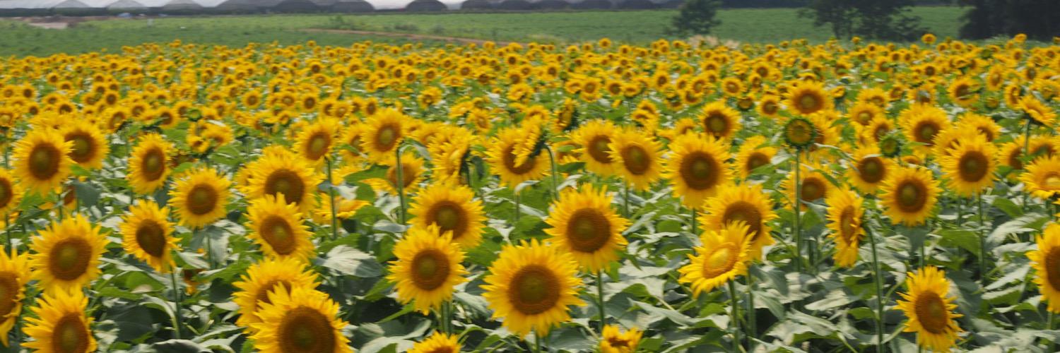 santaarima's profile banner image