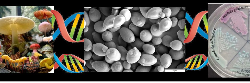 hyland_lab's profile banner image