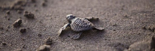 FactsForTurtles Profile Banner