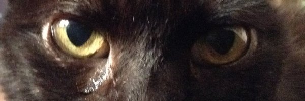 dmorinya Profile Banner
