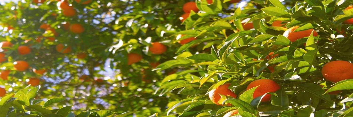 DonnNeuf's profile banner image