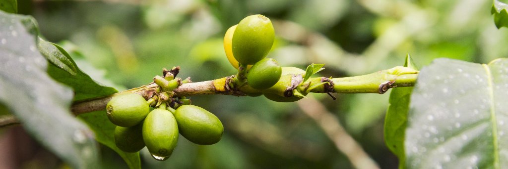coffee_forums's profile banner image