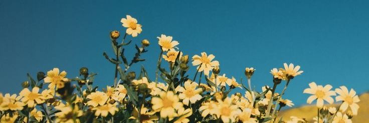 ' گوڵیـار ' banner