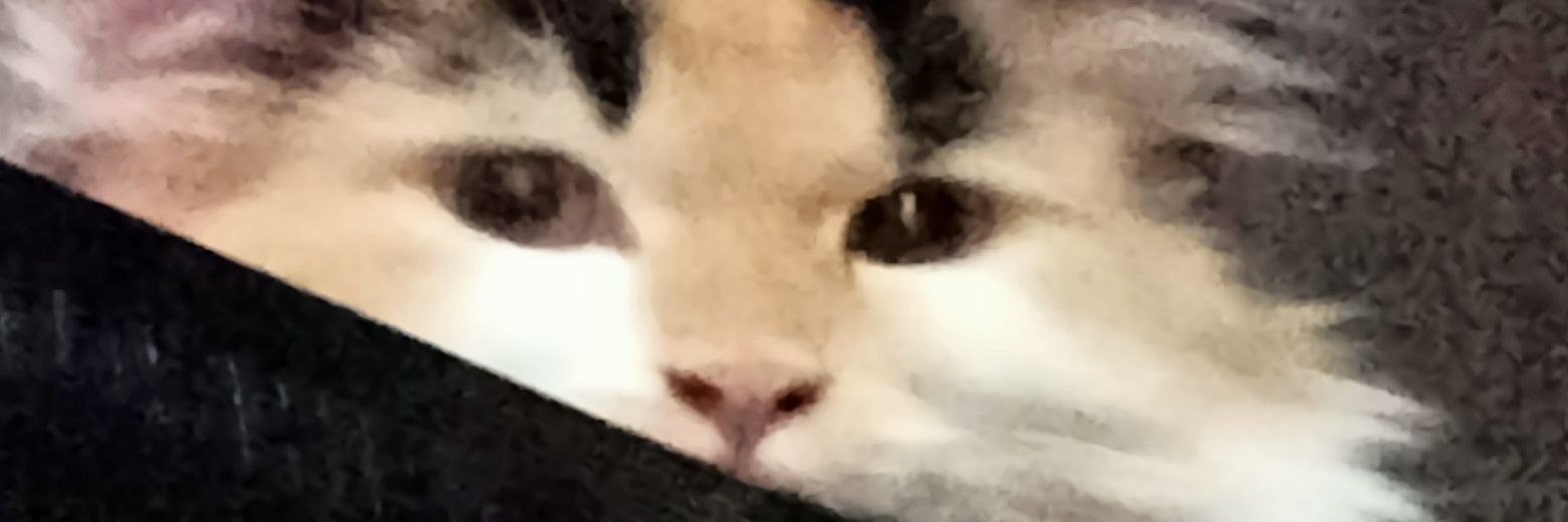 ปลาสวายน้ำเค็ม banner