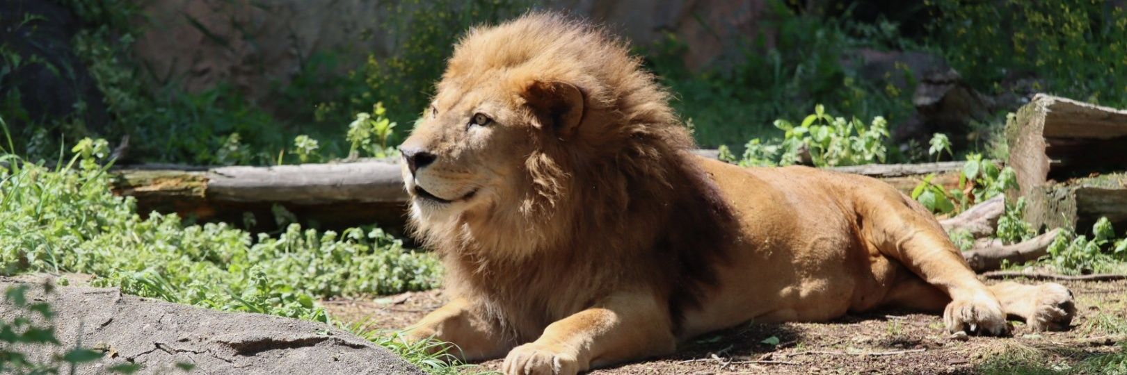 เจิดเพริดพิ้งรังสิยา banner