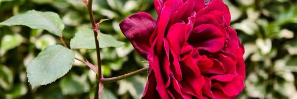 NjaayB Profile Banner