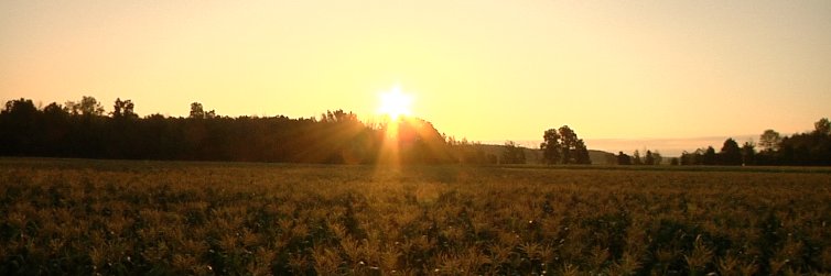 SusanSkilesLuke's profile banner image