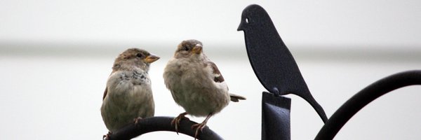 doug_picirillo Profile Banner