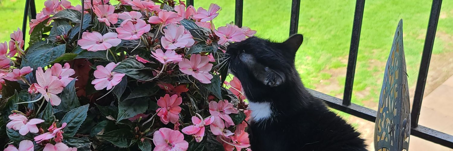 SarahBDay's profile banner image