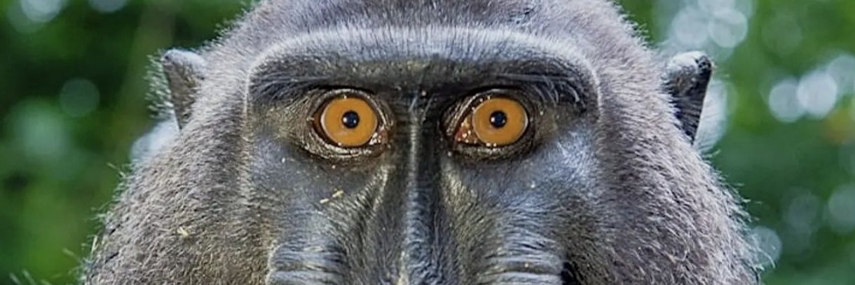 MéméPénible's banner
