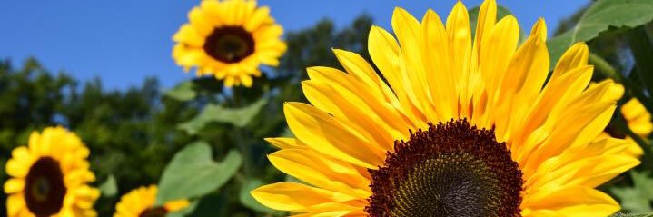 _LaTriceSmith's profile banner image