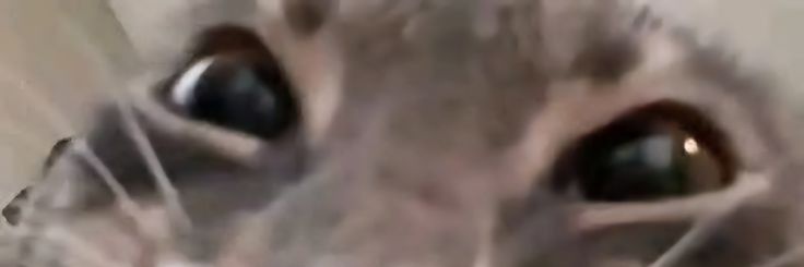 dutaperdummyan's profile banner image