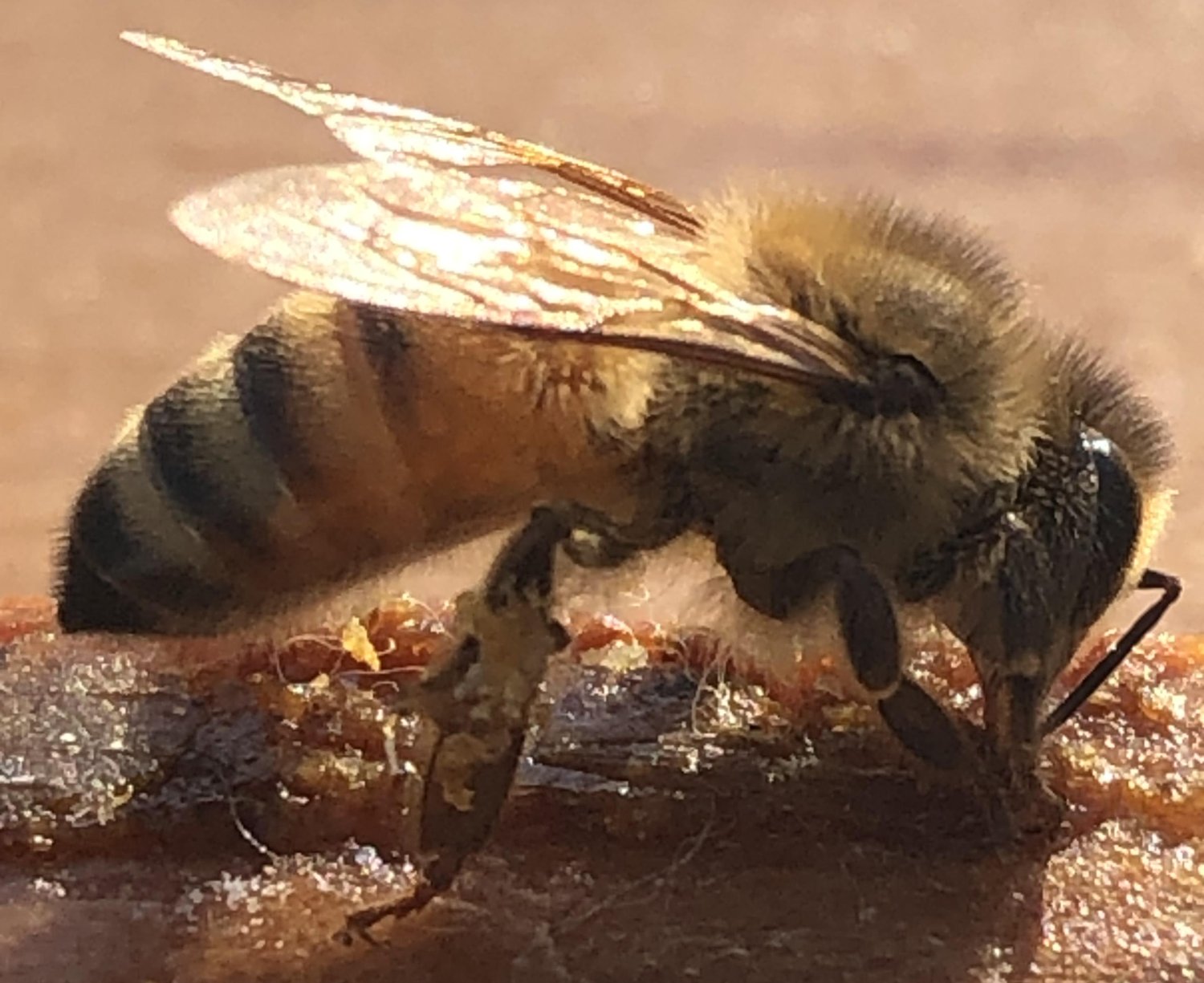 Johnny Walker banner