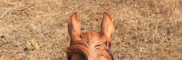 ShitlersMom Profile Banner