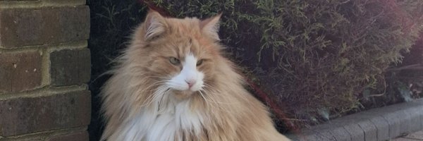 HariboSOLO Profile Banner