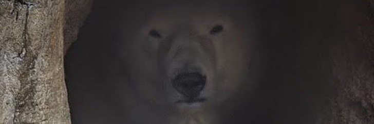 Mike Hebert - TX A-Bear banner