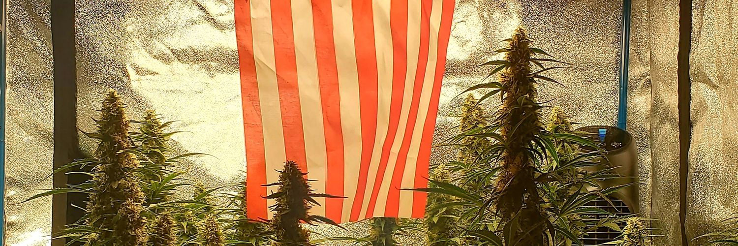 Medical Grower 420 🇺🇸's banner
