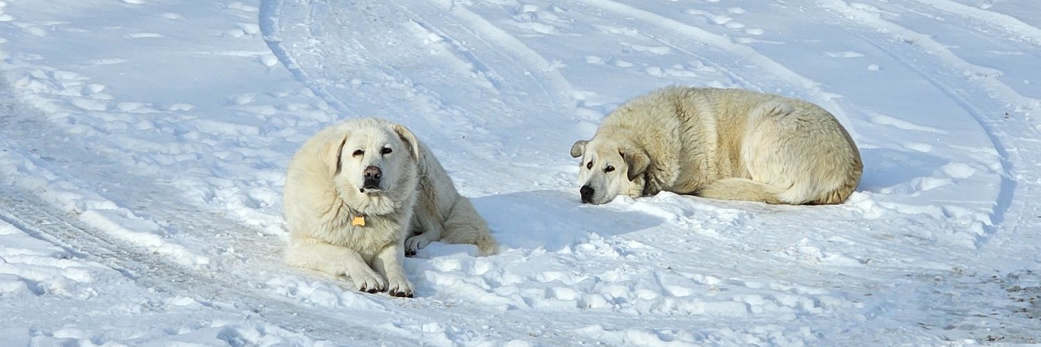 Sir Layne Alan Davis banner