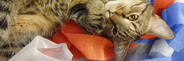 lottacutecats Profile Banner