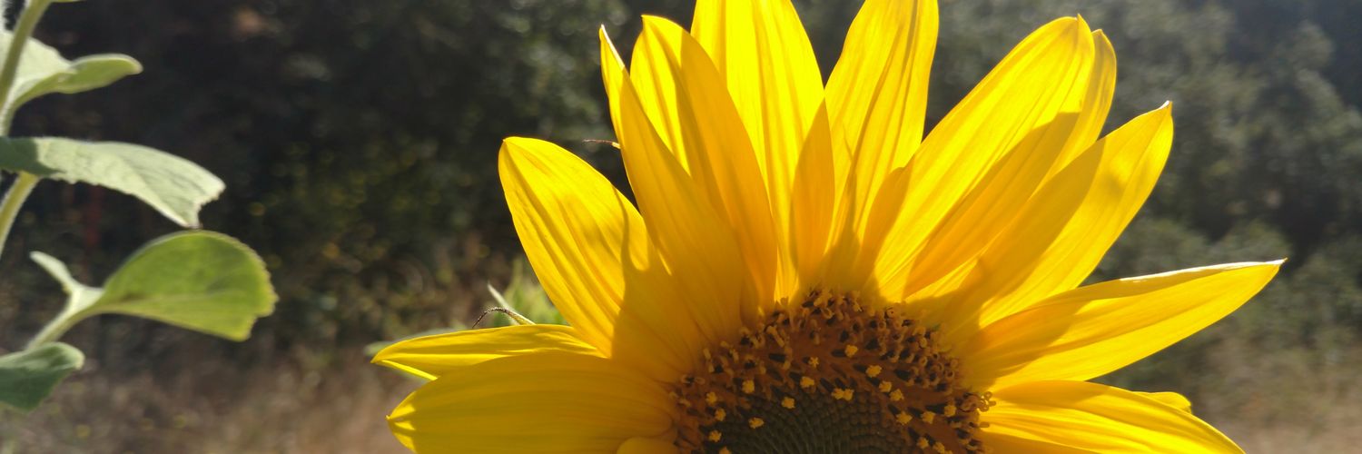 exageradaonada's profile banner image