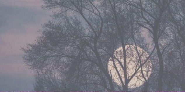 SuaveIntellect's profile banner image