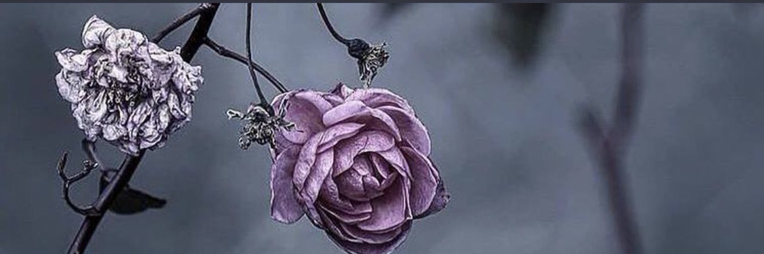 عـــبـيــر 💜 banner