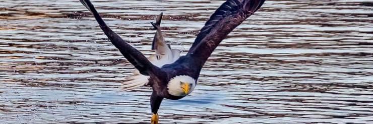Opulent🇺🇸🦅 banner