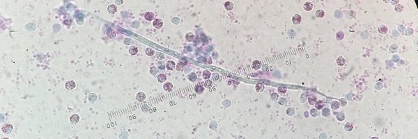 UPIySILaPazCIII Profile Banner