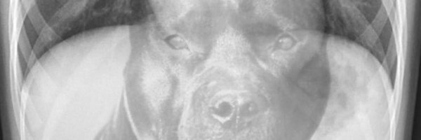 Alleemscott26 Profile Banner