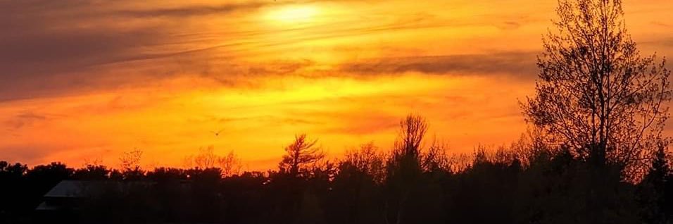 Barbara A Reiter banner