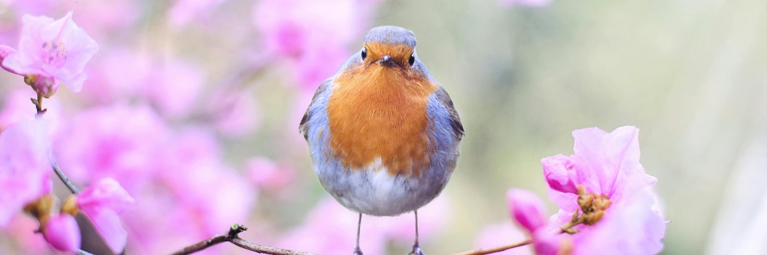 patsyclairmont banner