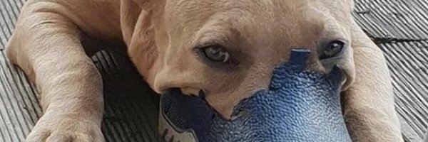 BitchesBane Profile Banner