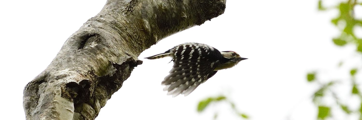 thebeardedbirdman banner