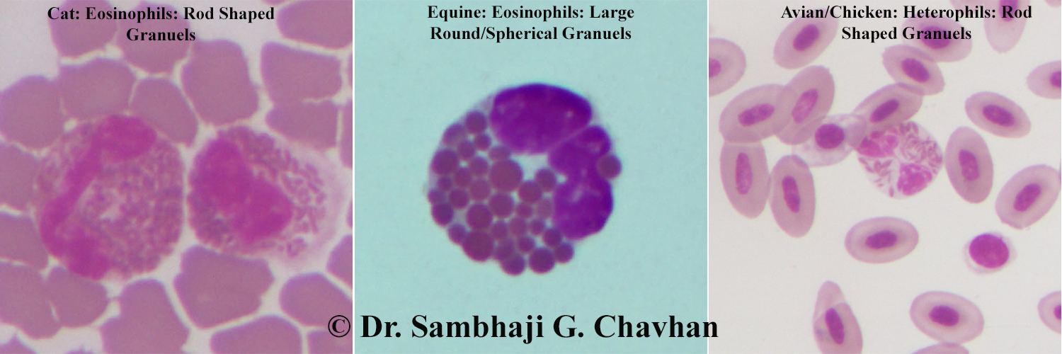 Vet_Pathologist's profile banner image