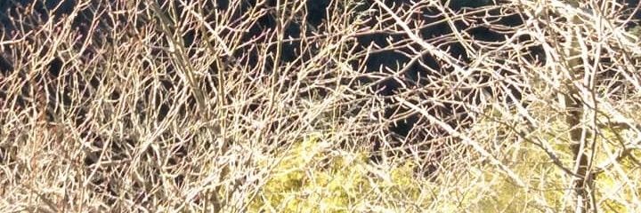 Rickstella007's profile banner image