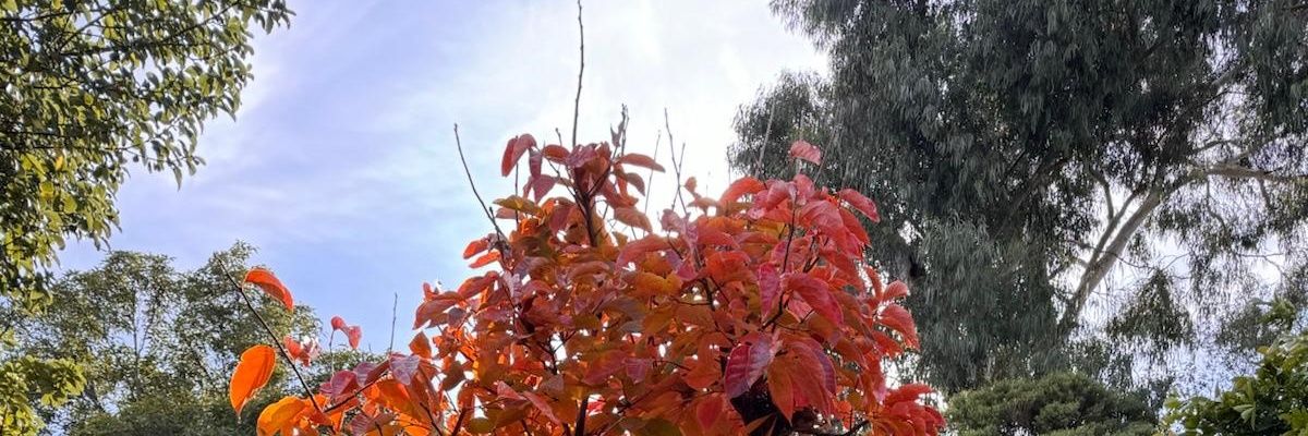 LeviMiracle6's profile banner image