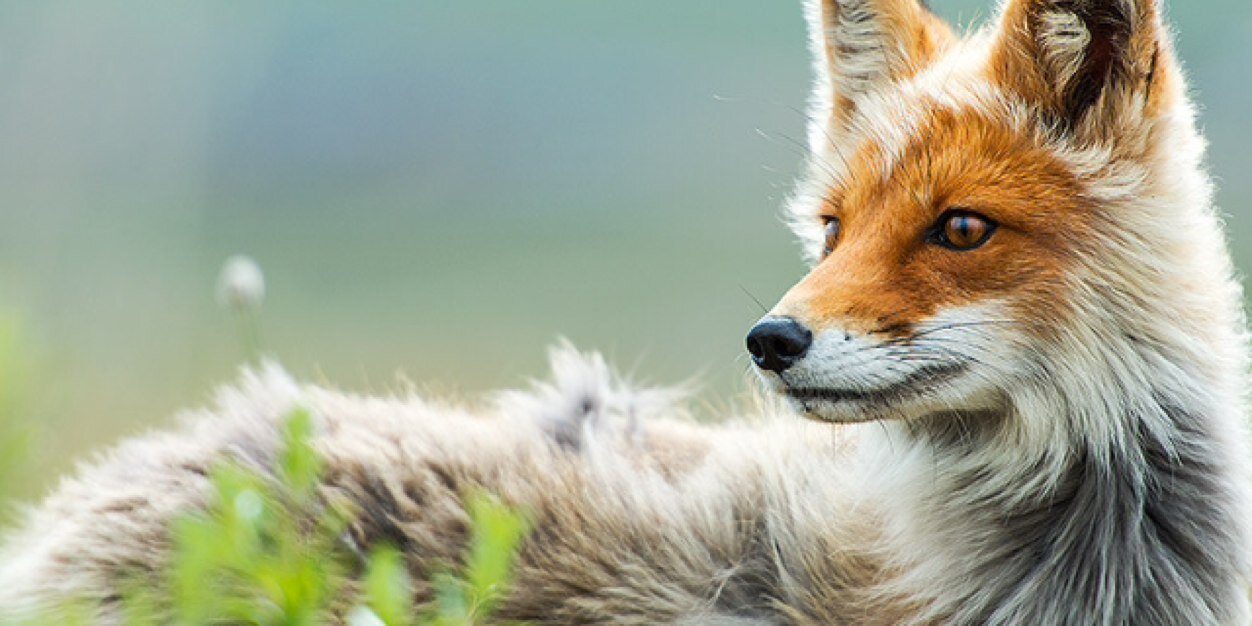 Jason Jonas Gonzalez banner