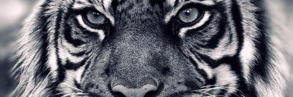 myceco's profile banner image
