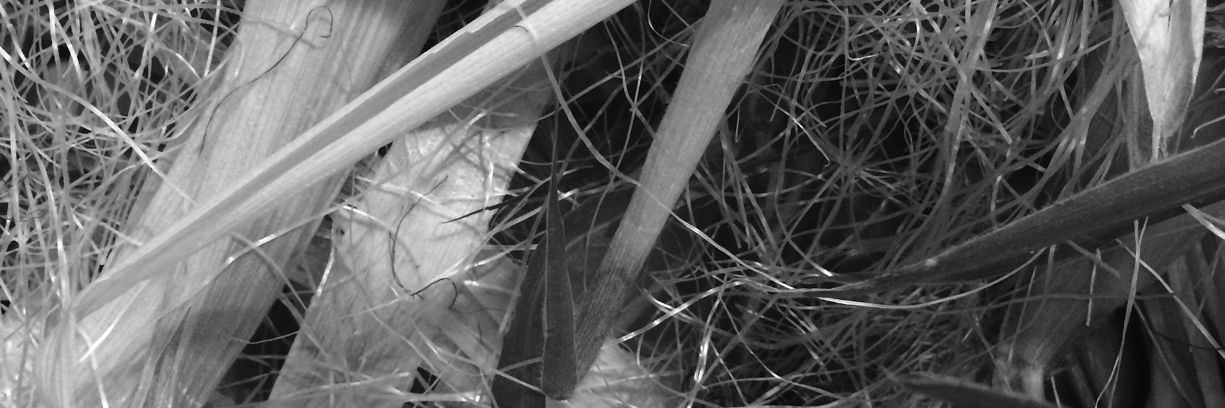 cornfact's profile banner image