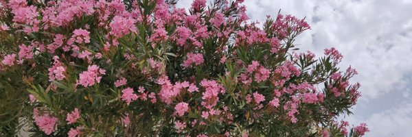 ceresares Profile Banner