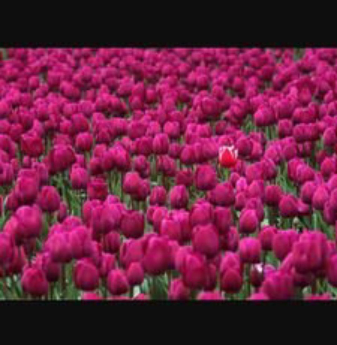 feride_w banner