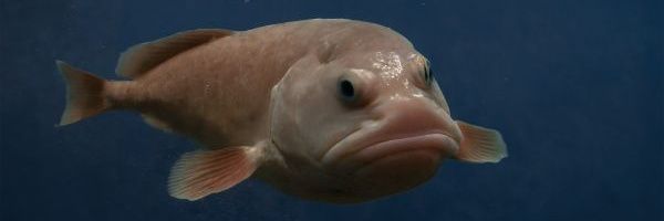 LeBlobfish1 Profile Banner