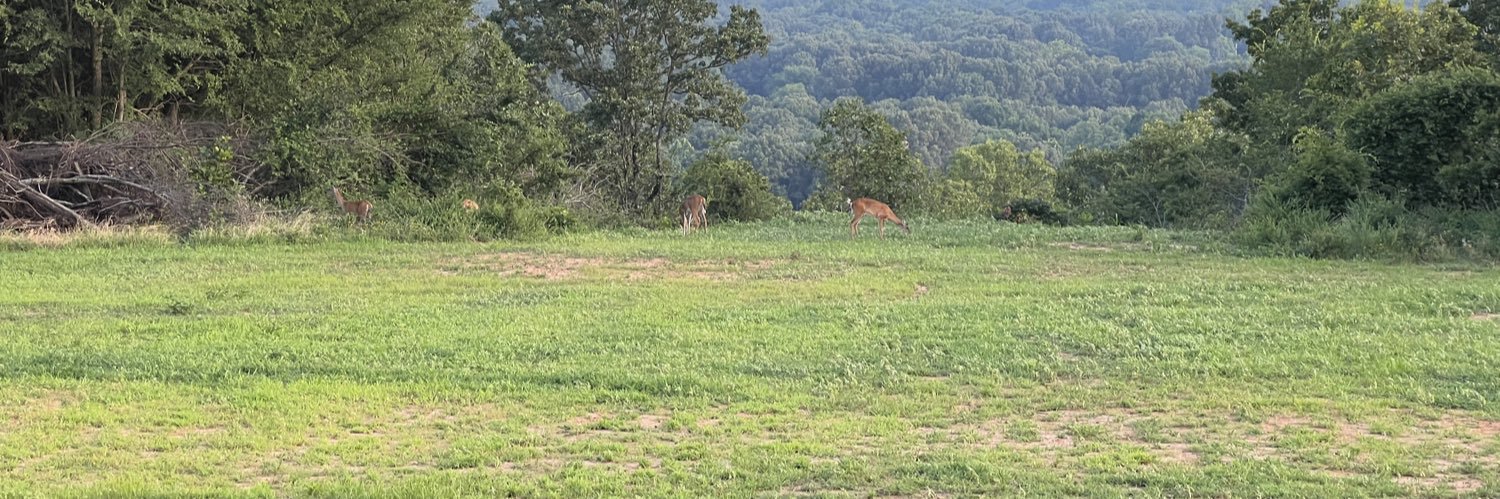 Sandi Flaaskog banner